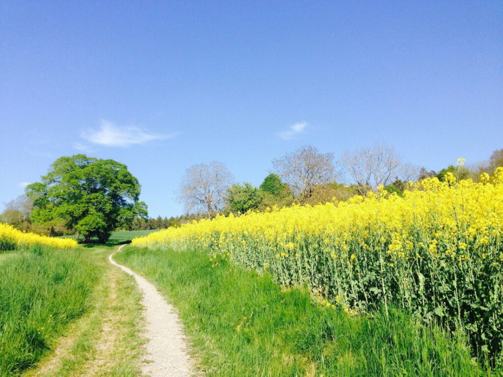 Un chemin au bord des champs qui invitent à se promener
