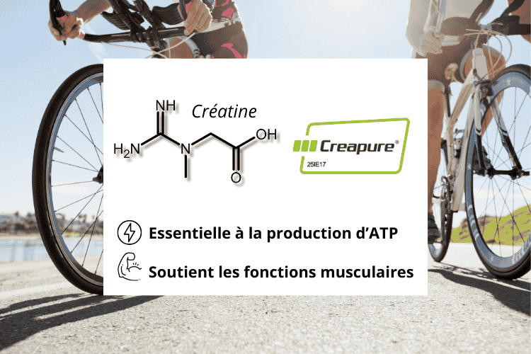 Schéma détaillant la créatine (Creapure)